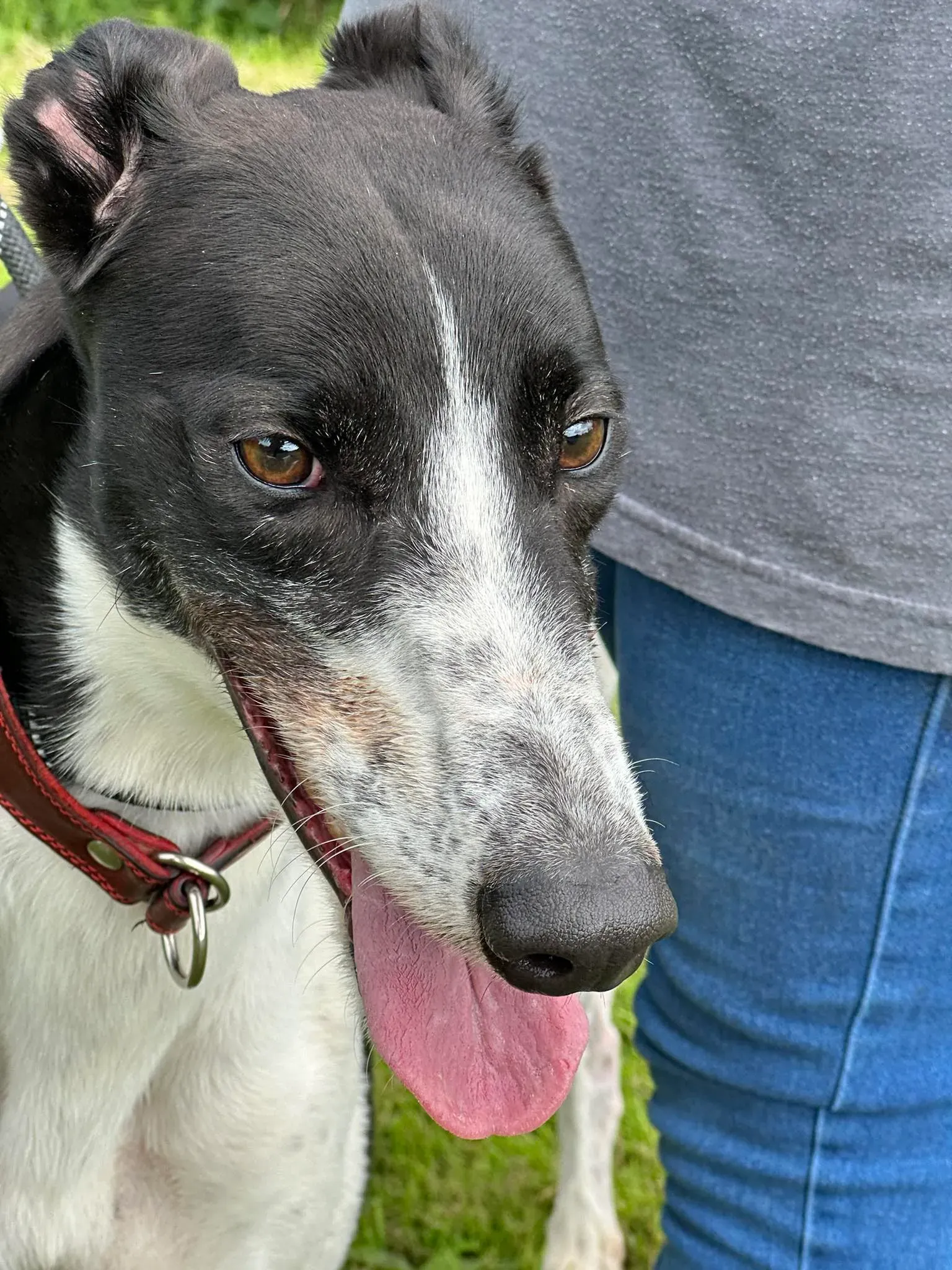 Jack adozione levrieri greyhound 6