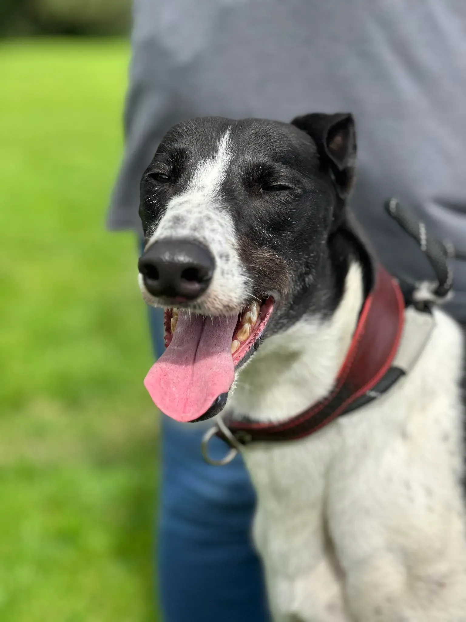 Jack adozione levrieri greyhound 9