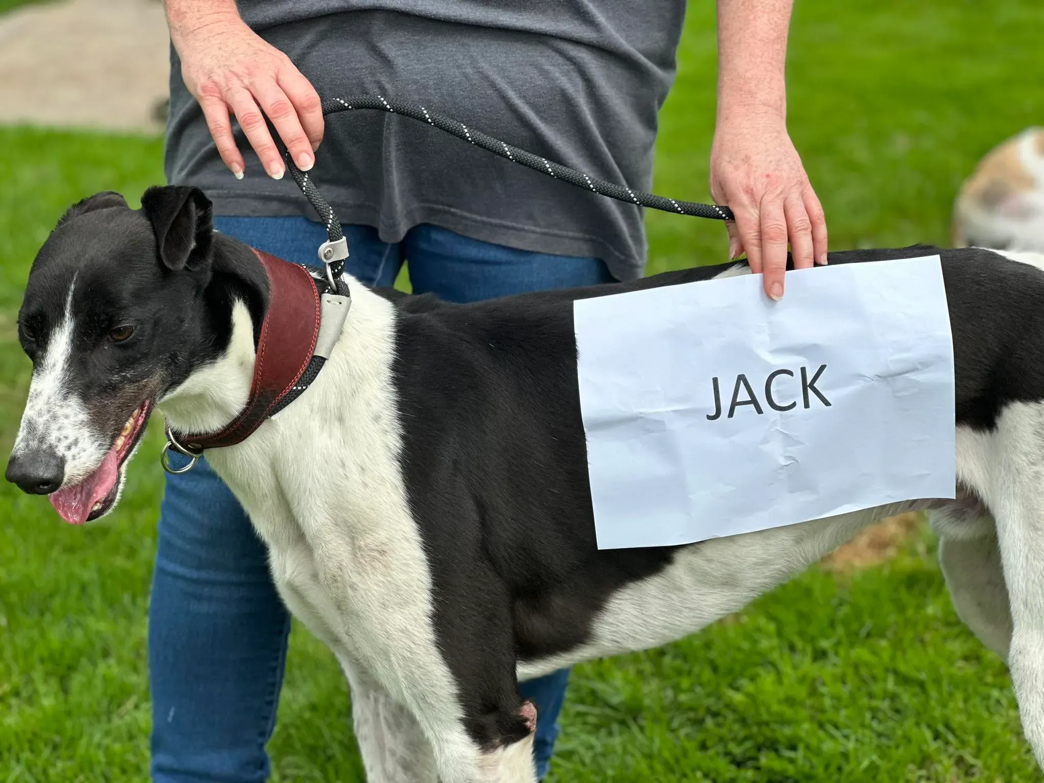Jack adozione levrieri greyhound 7