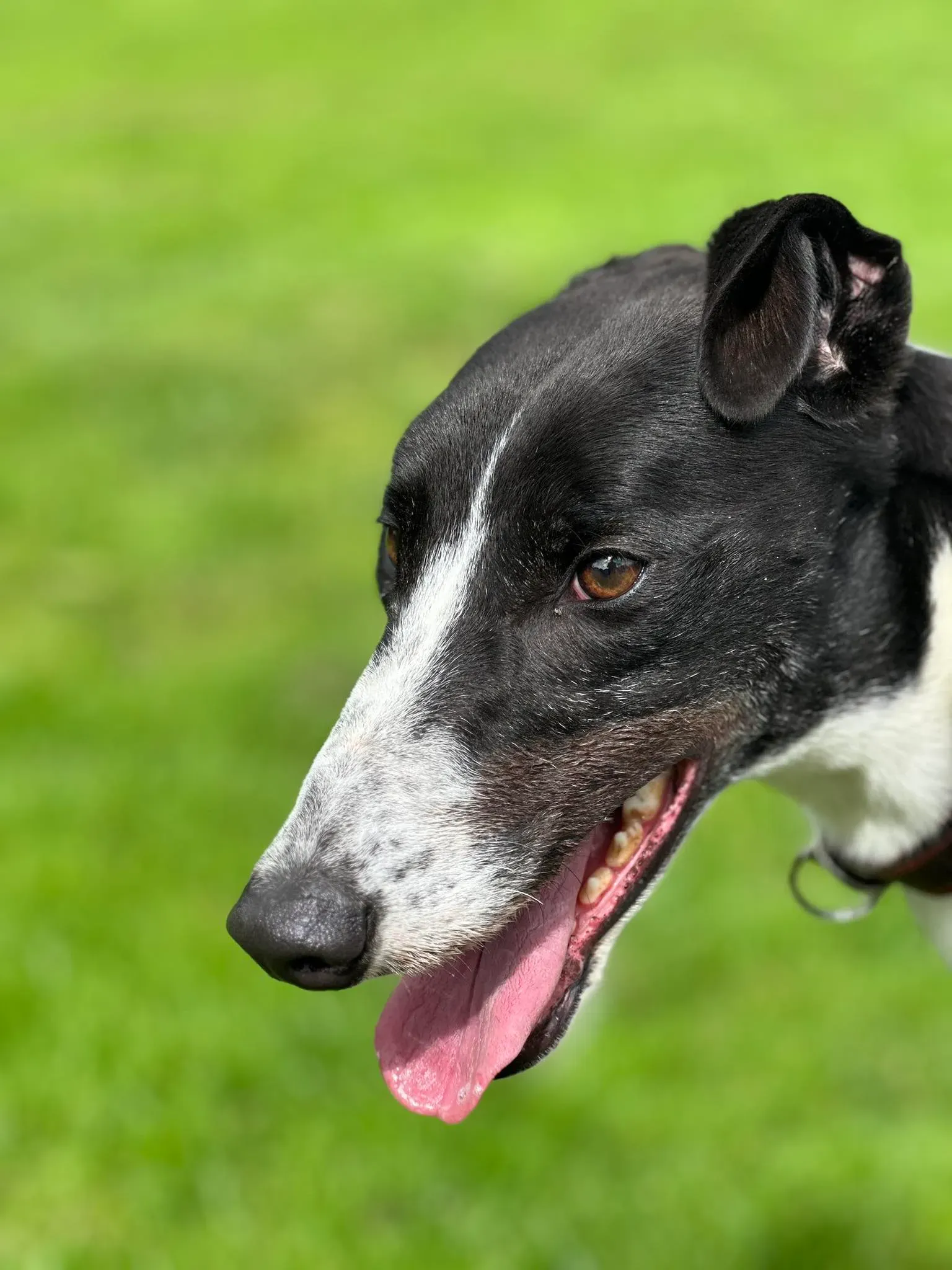 Jack adozione levrieri greyhound 8