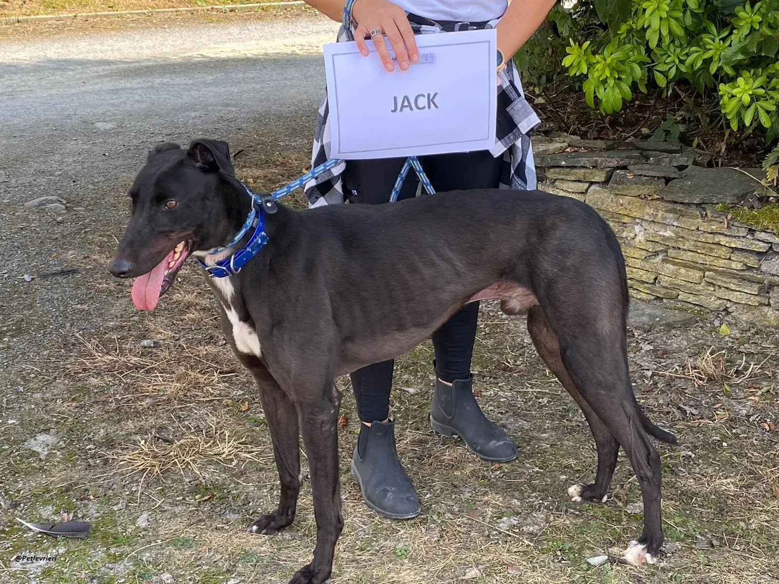 Jack greyhound adozionelevrieri 1