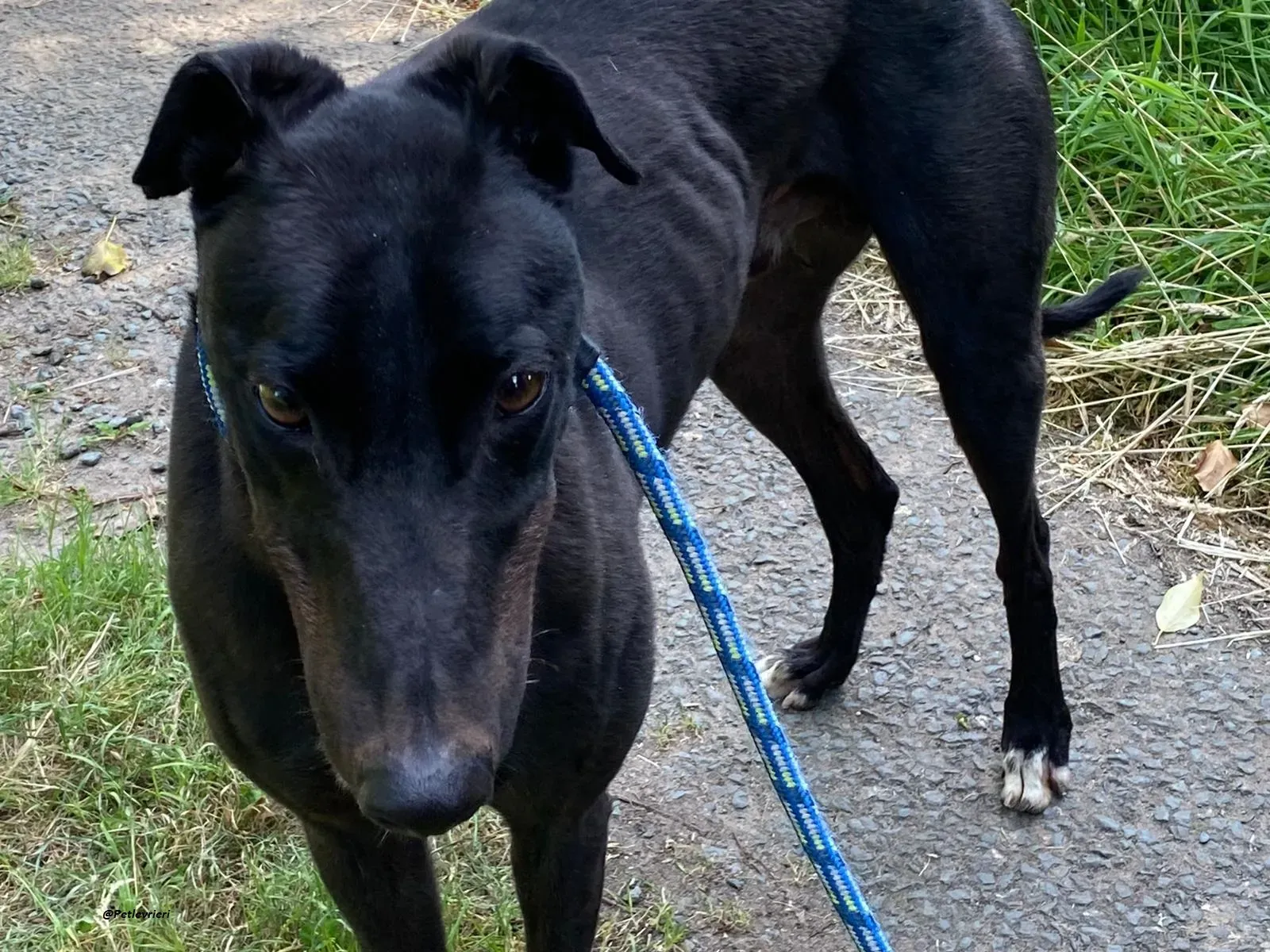 Jack greyhound adozionelevrieri 10