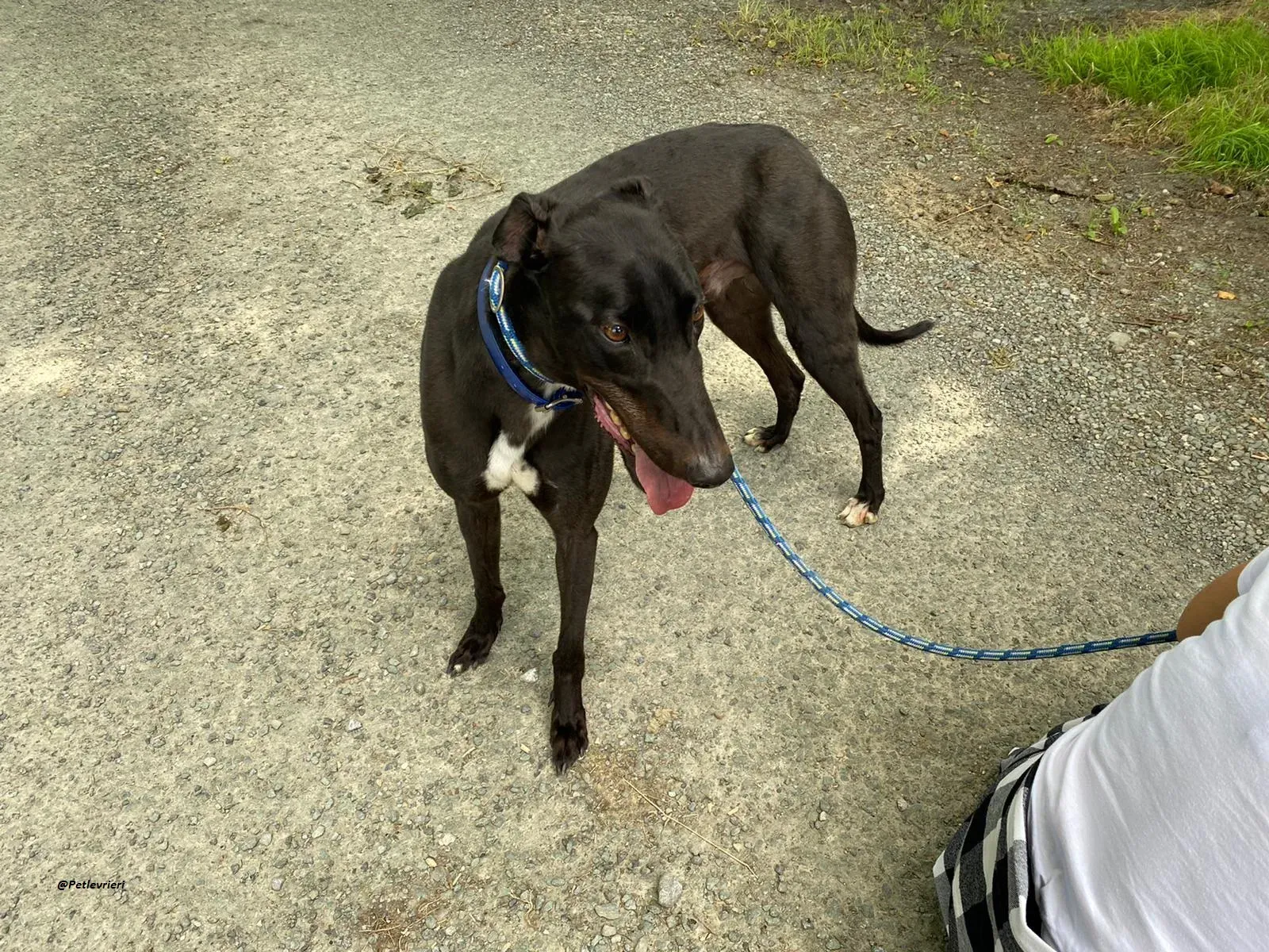 Jack greyhound adozionelevrieri 11