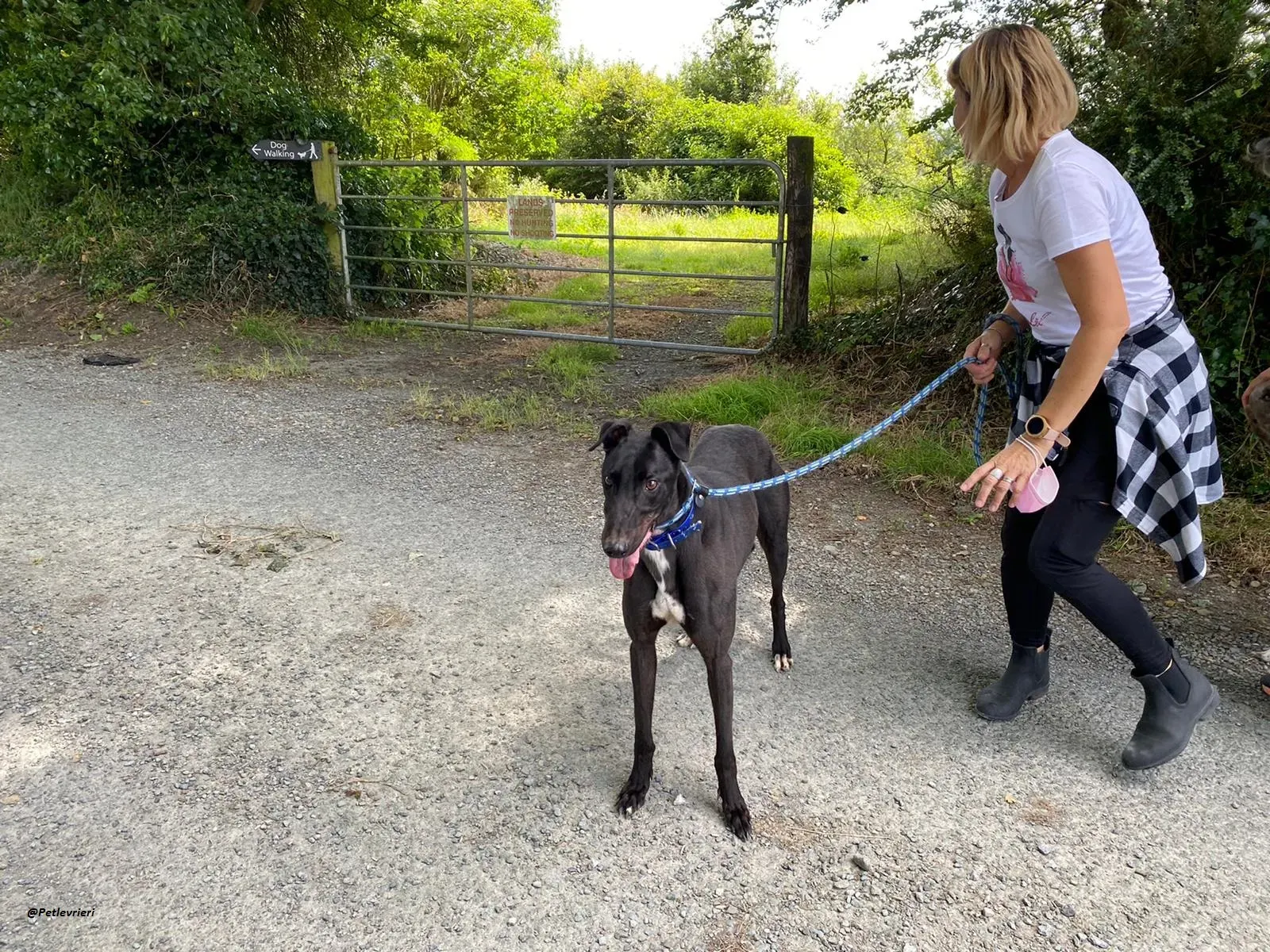 Jack greyhound adozionelevrieri 12