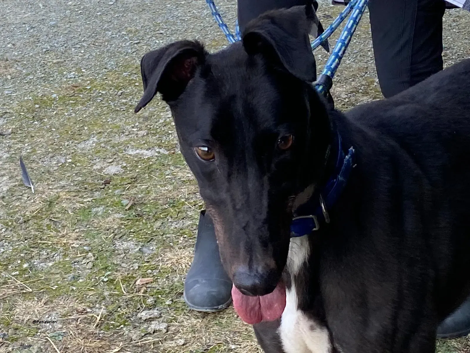 Jack greyhound adozionelevrieri 2