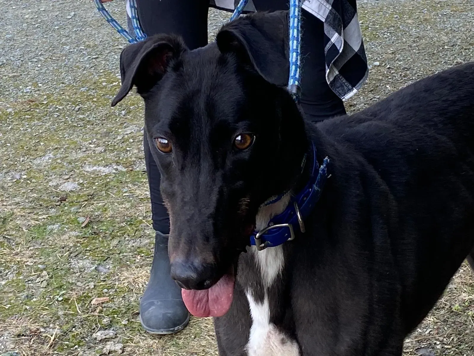 Jack greyhound adozionelevrieri 3