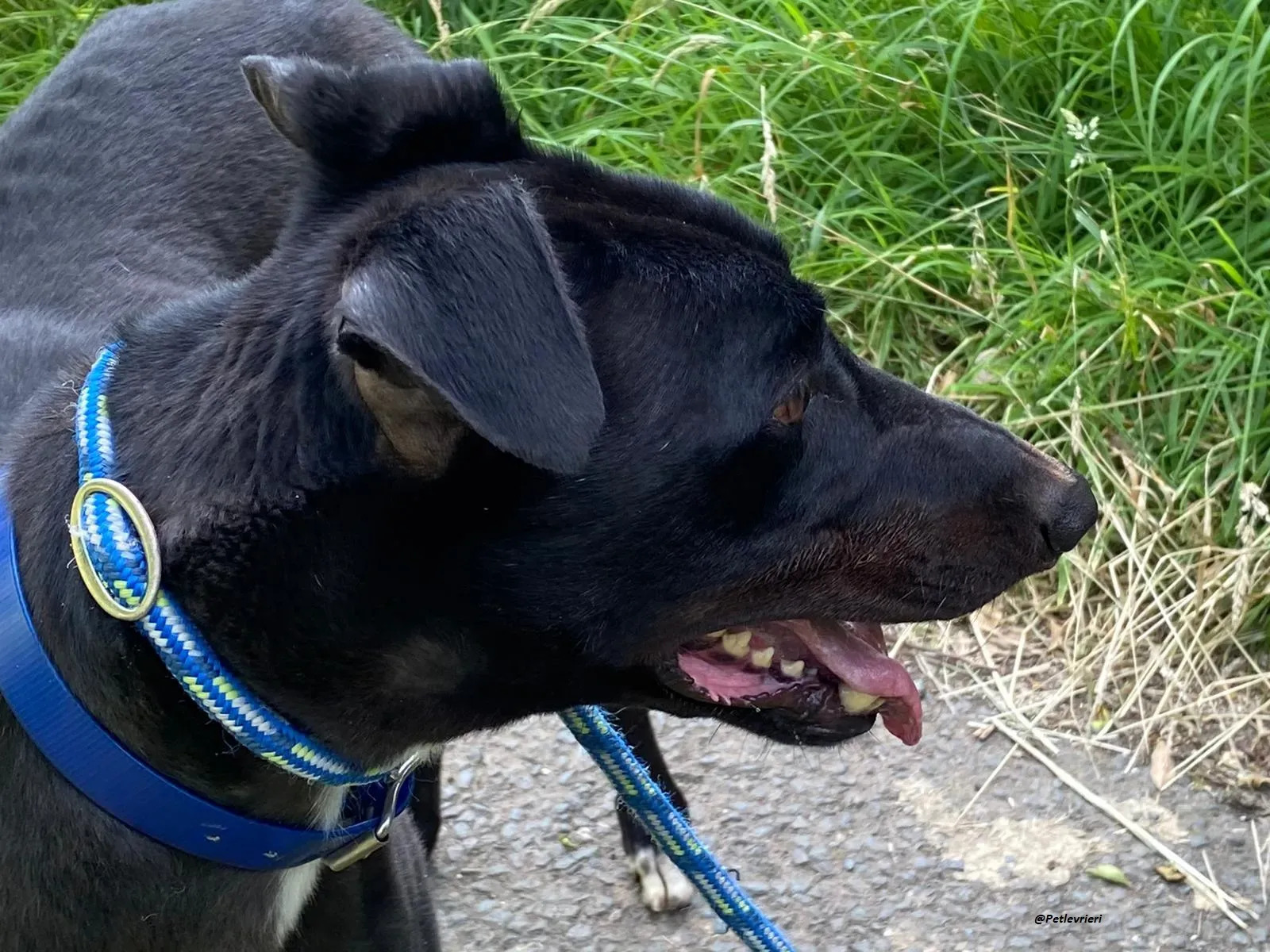 Jack greyhound adozionelevrieri 4