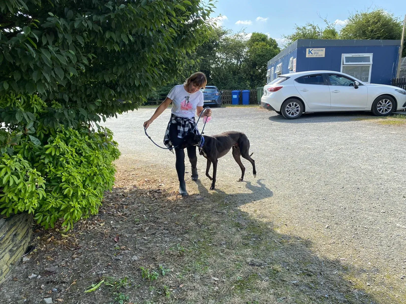 Jack greyhound adozionelevrieri 6