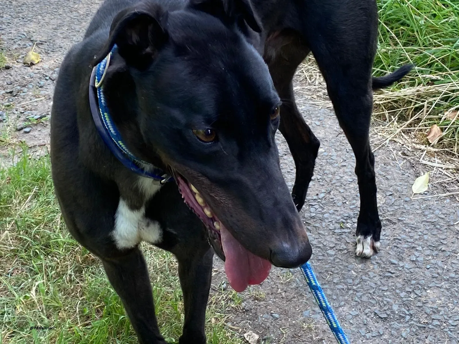 Jack greyhound adozionelevrieri 7