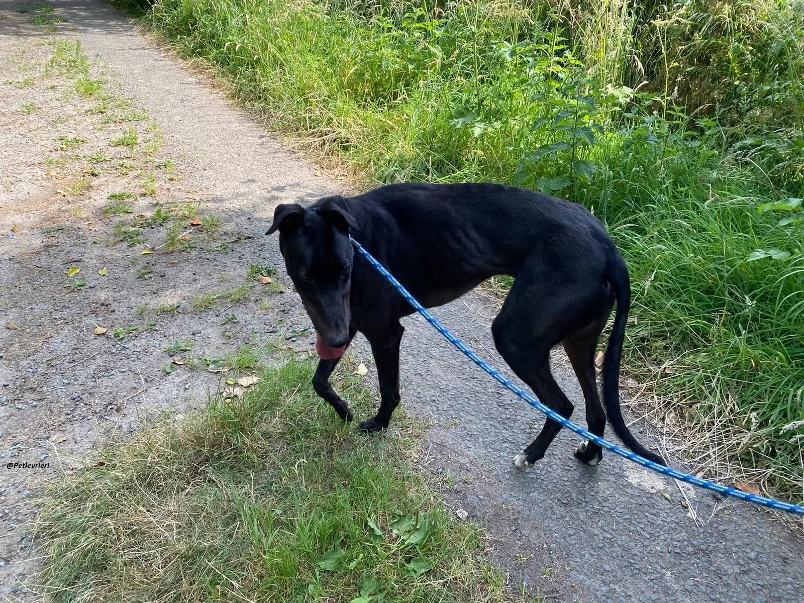 Jack greyhound adozionelevrieri 8