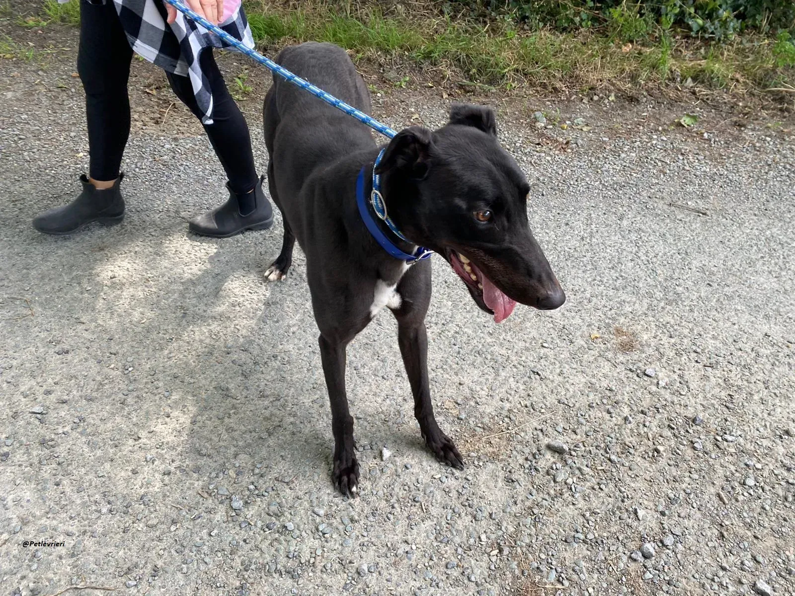 Jack greyhound adozionelevrieri 9