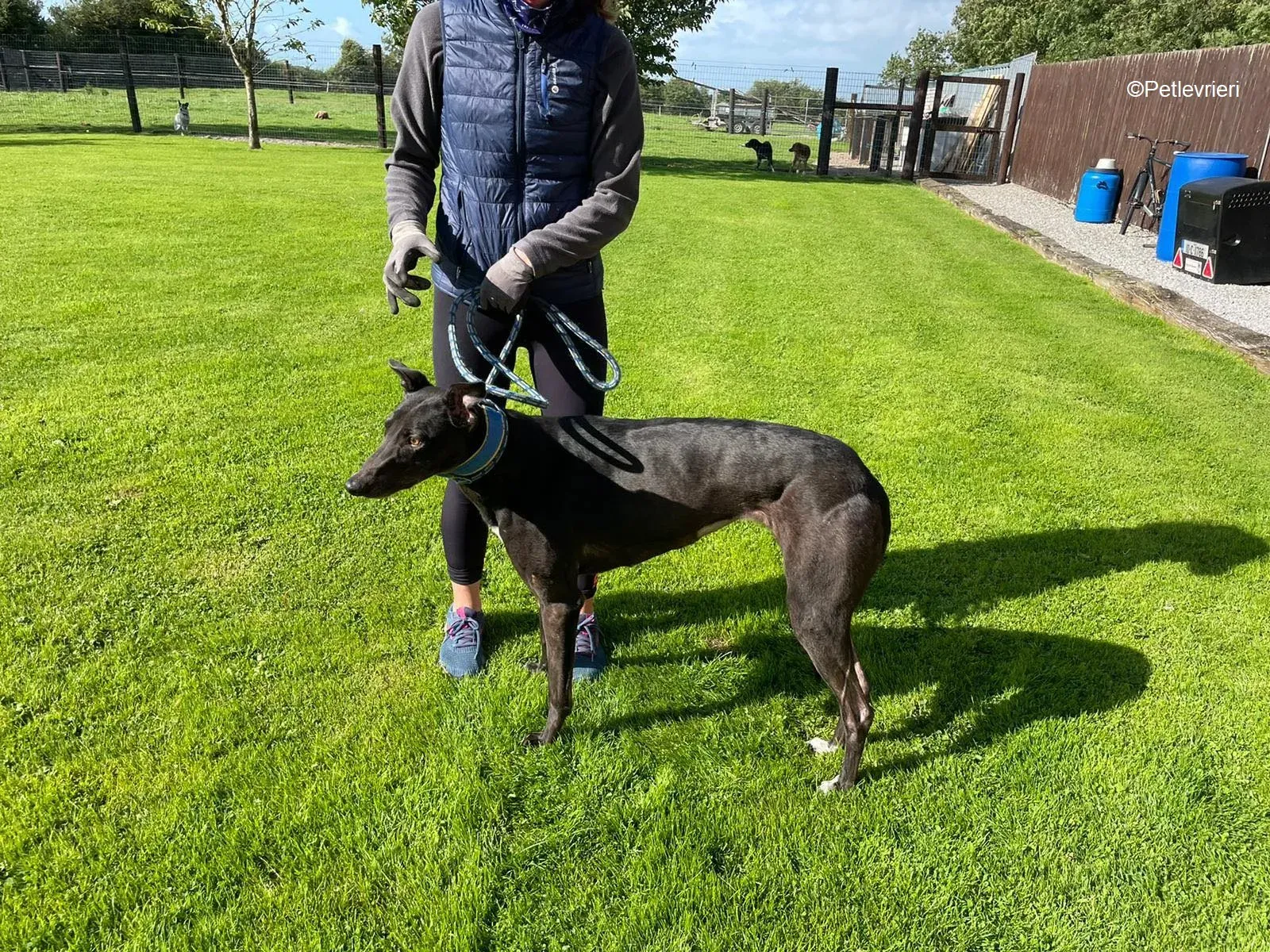 Jade adozione levrieri greyhound 1