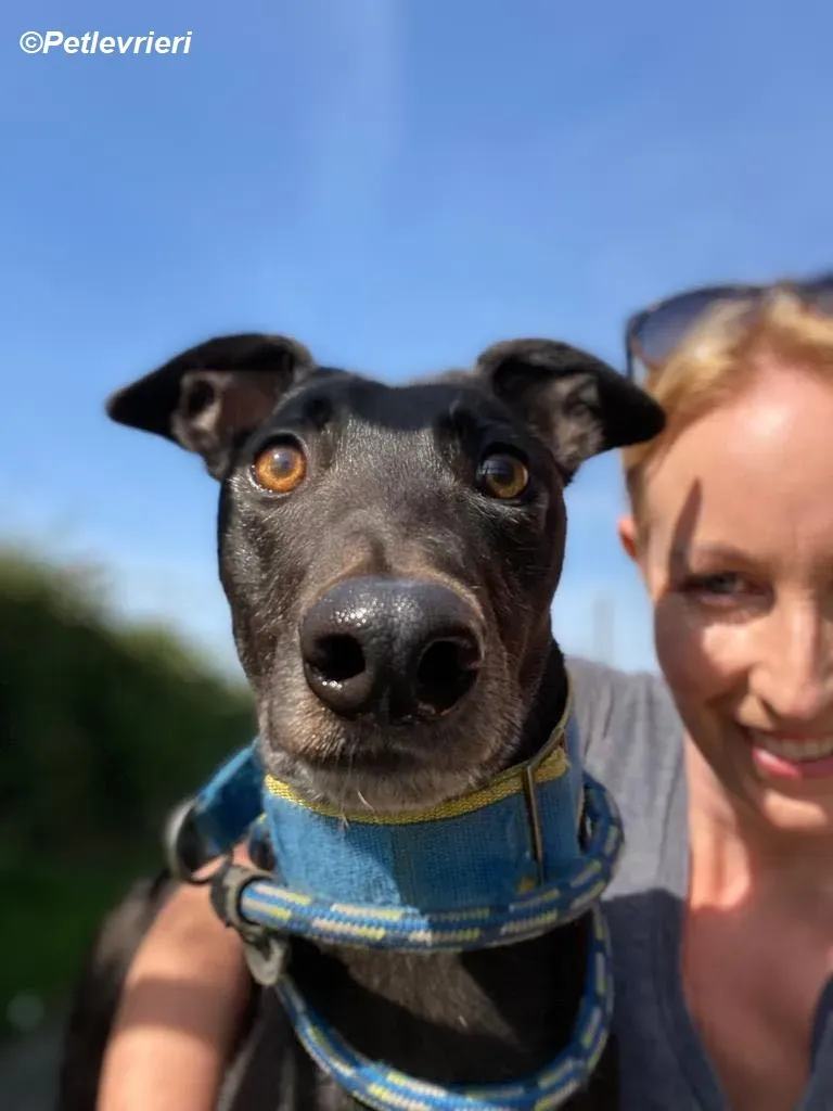 Jade adozione levrieri greyhound 10