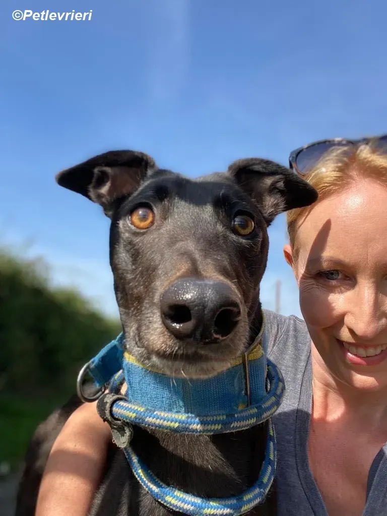 Jade adozione levrieri greyhound 11