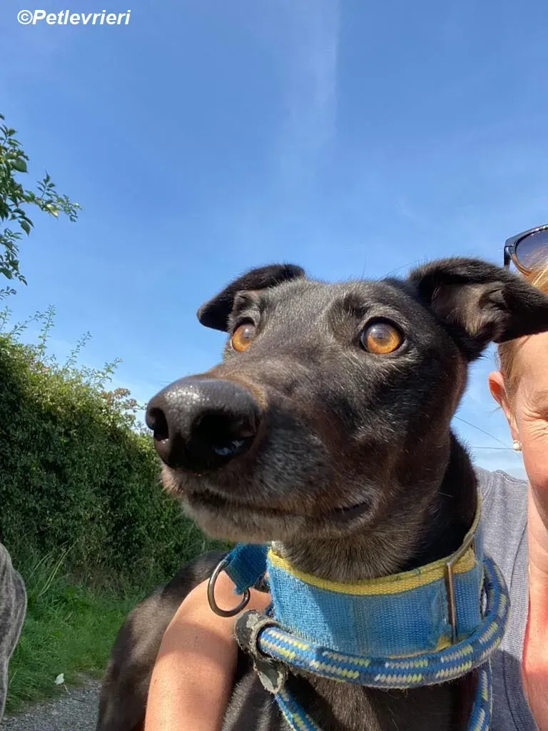 Jade adozione levrieri greyhound 12