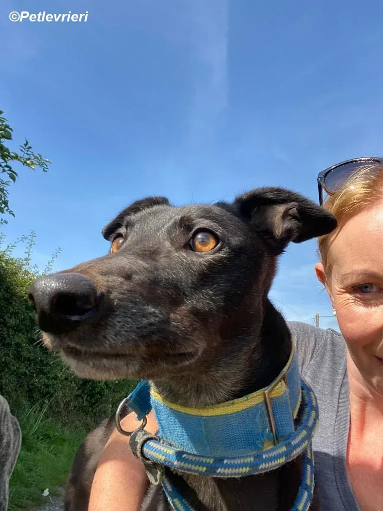 Jade adozione levrieri greyhound 13