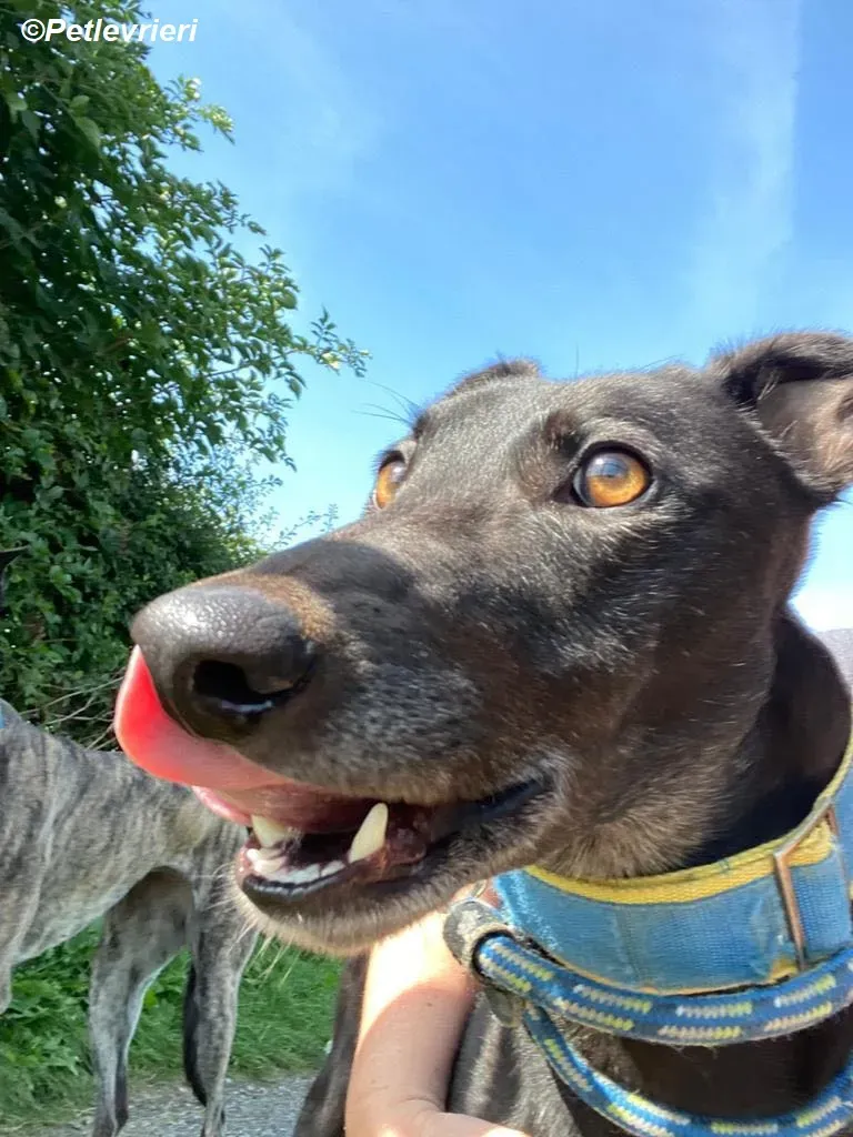 Jade adozione levrieri greyhound 14