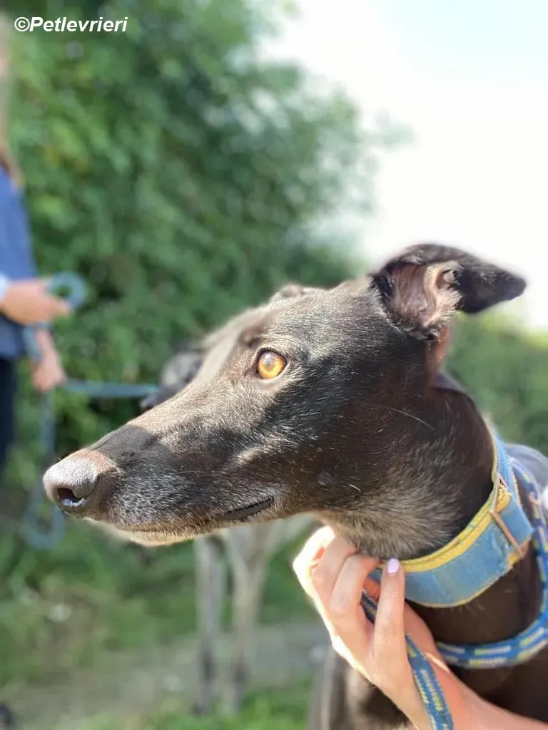 Jade adozione levrieri greyhound 15