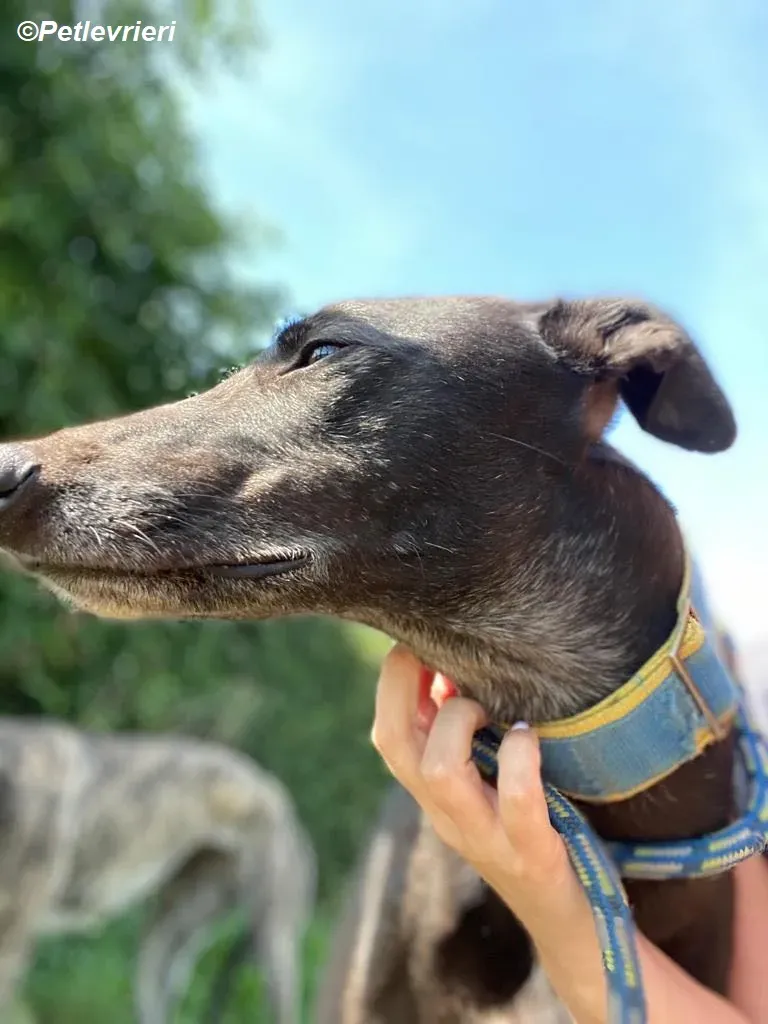 Jade adozione levrieri greyhound 16