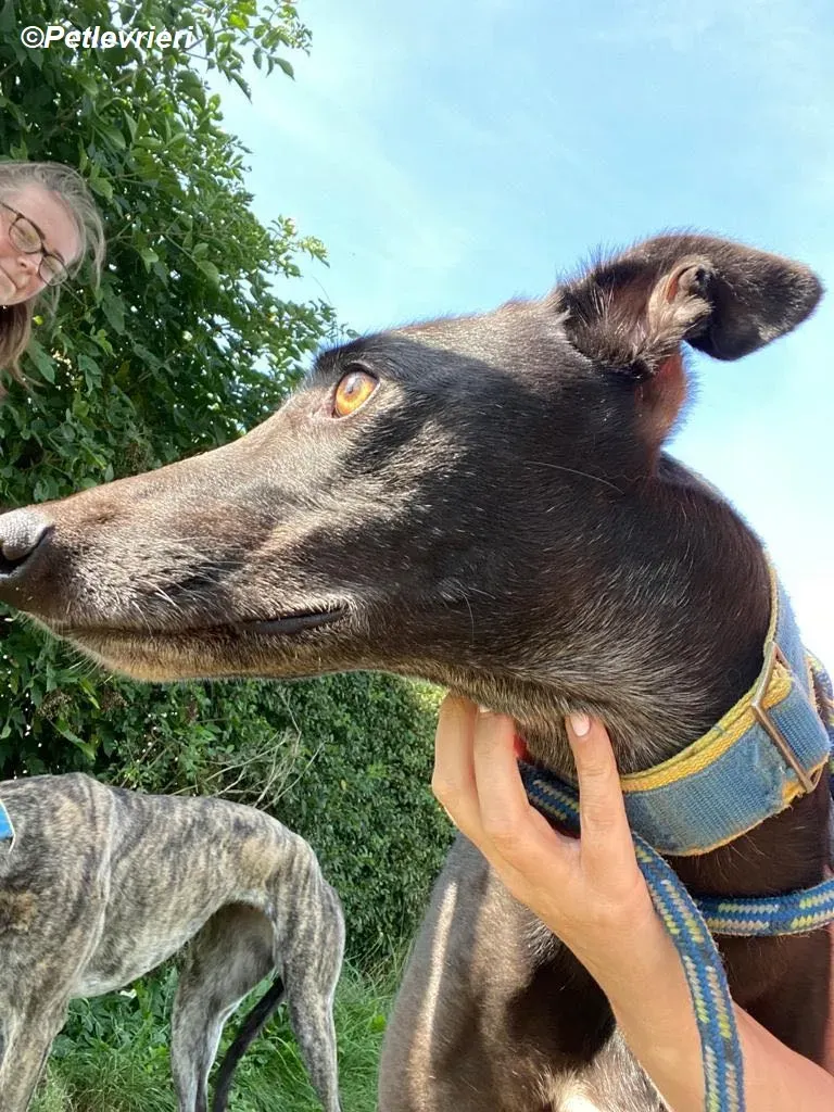 Jade adozione levrieri greyhound 17