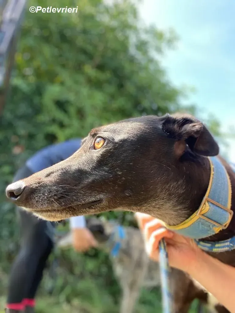 Jade adozione levrieri greyhound 18
