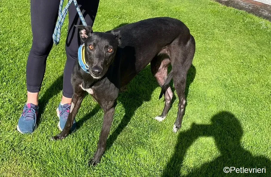 Jade adozione levrieri greyhound 2