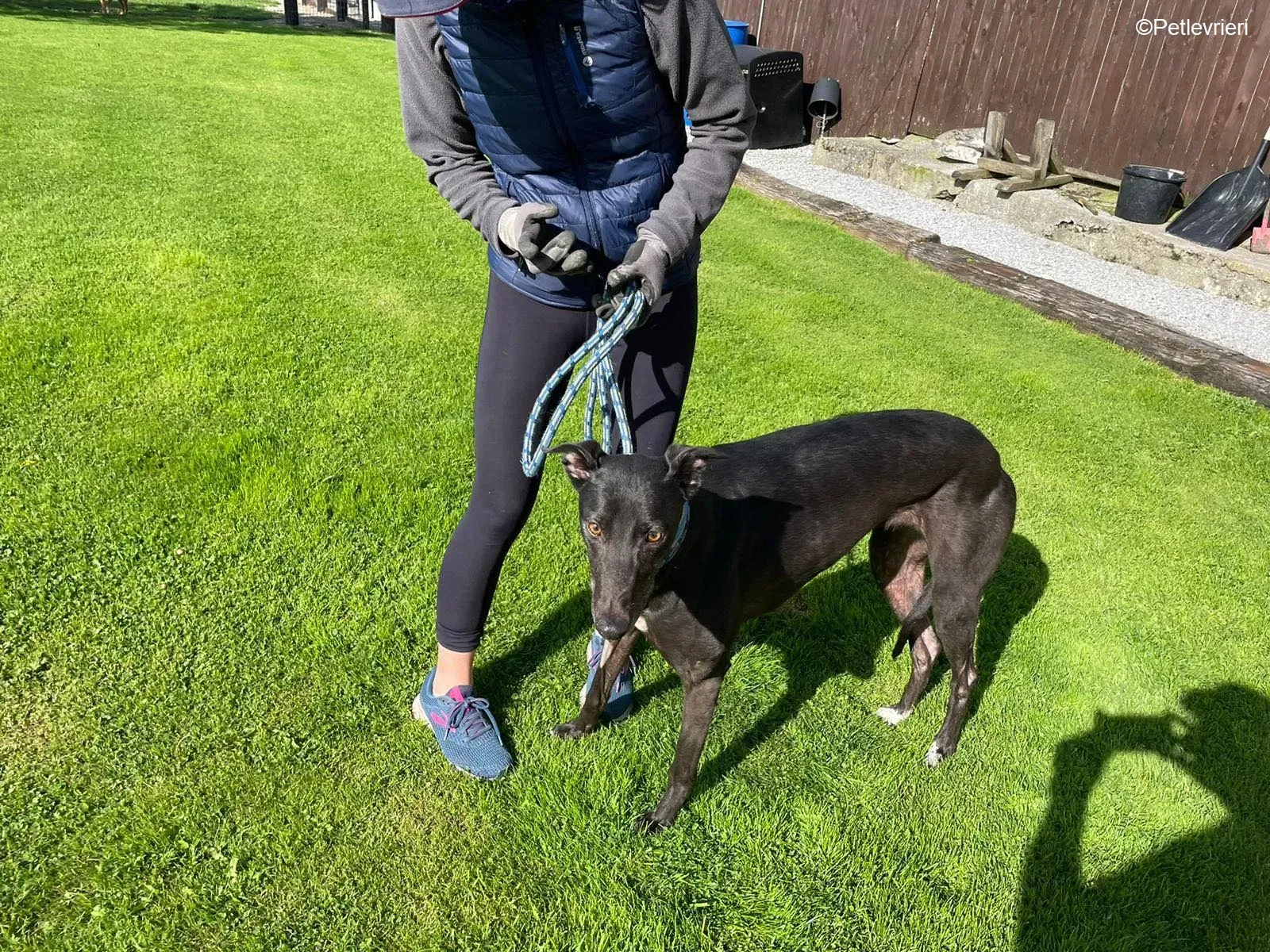 Jade adozione levrieri greyhound 3