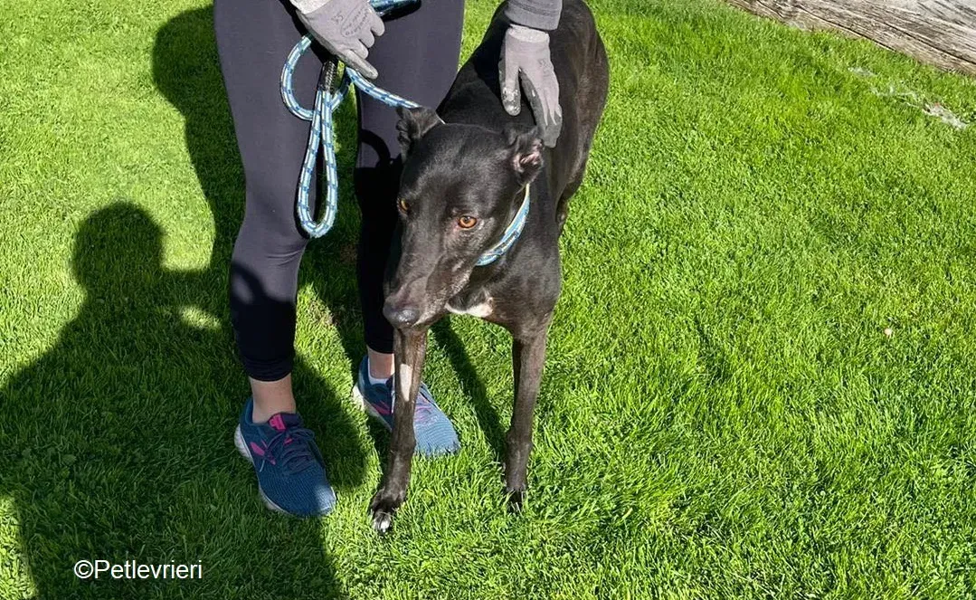 Jade adozione levrieri greyhound 4