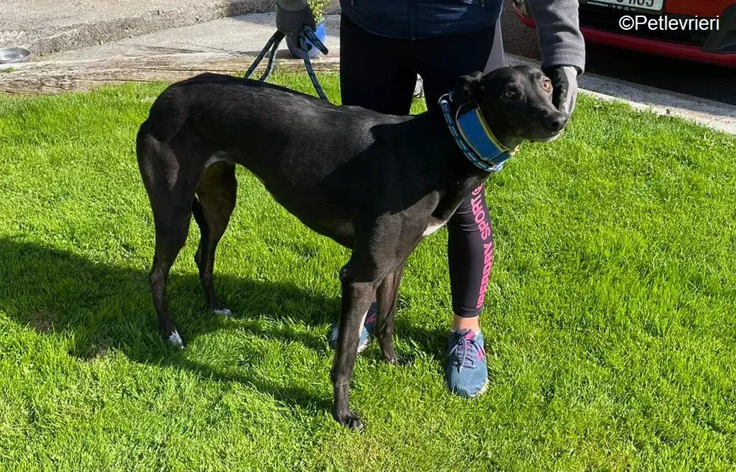 Jade adozione levrieri greyhound 5