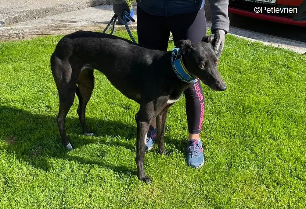 Jade adozione levrieri greyhound 6