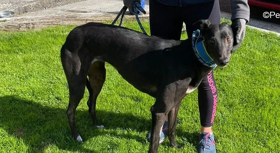 Jade adozione levrieri greyhound 7 e1629100340933