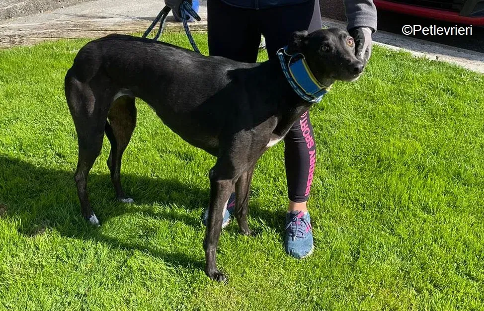 Jade adozione levrieri greyhound 8