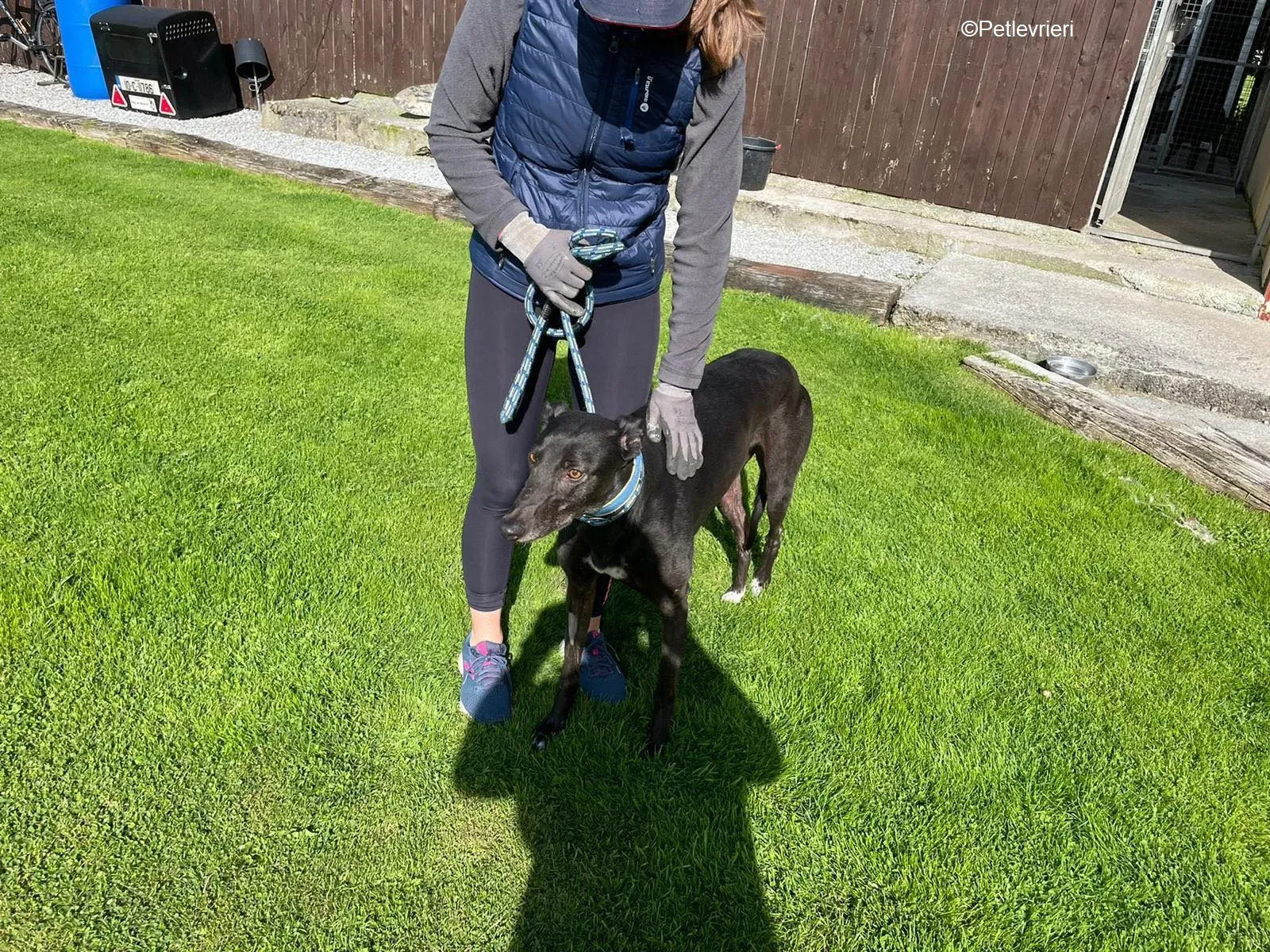 Jade adozione levrieri greyhound 9