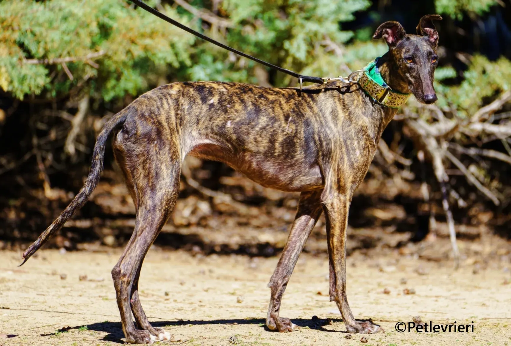 Jaklyn galgo adozione pet levrieri onlus 1 2