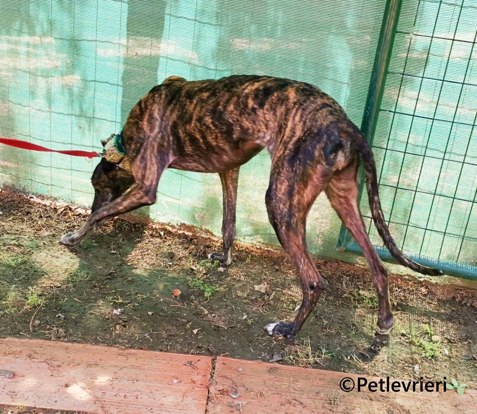 Jaklyn galgo adozione pet levrieri onlus 10