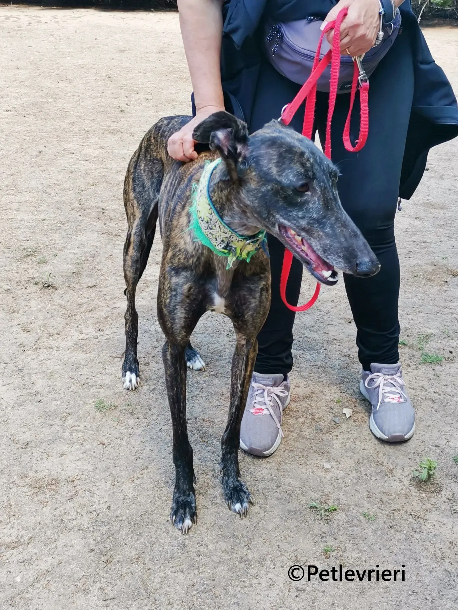 Jaklyn galgo adozione pet levrieri onlus 2 2