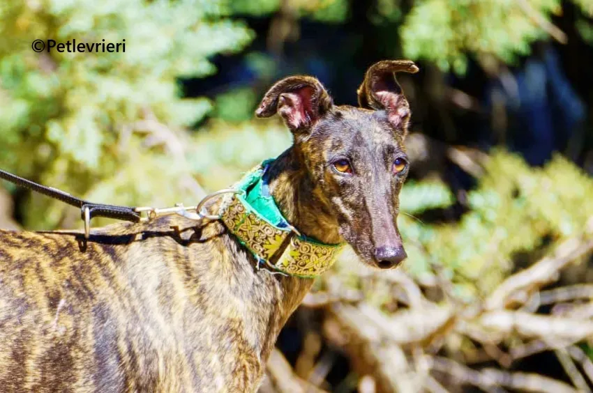 Jaklyn galgo adozione pet levrieri onlus 3 2