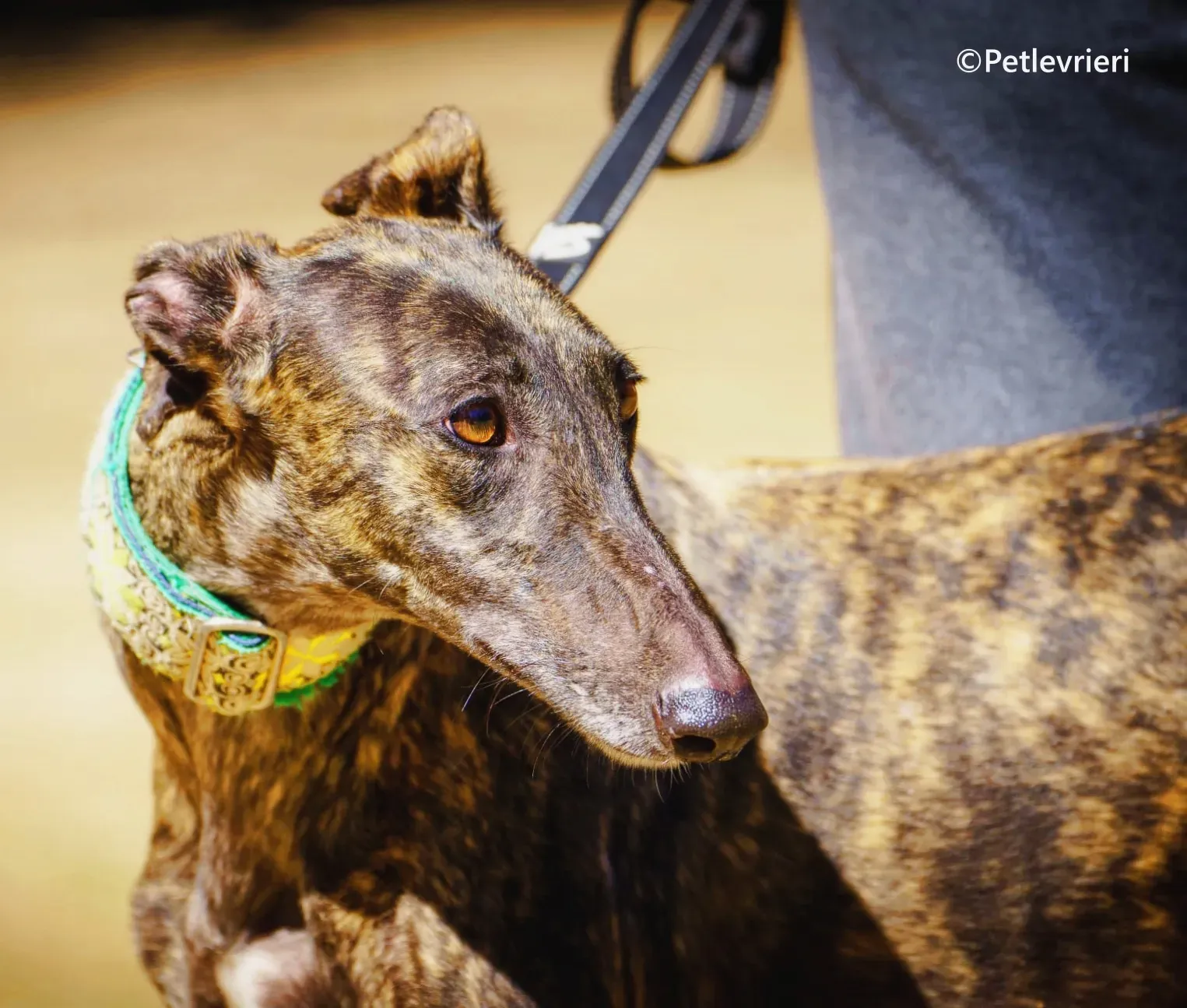 Jaklyn galgo adozione pet levrieri onlus 4 2