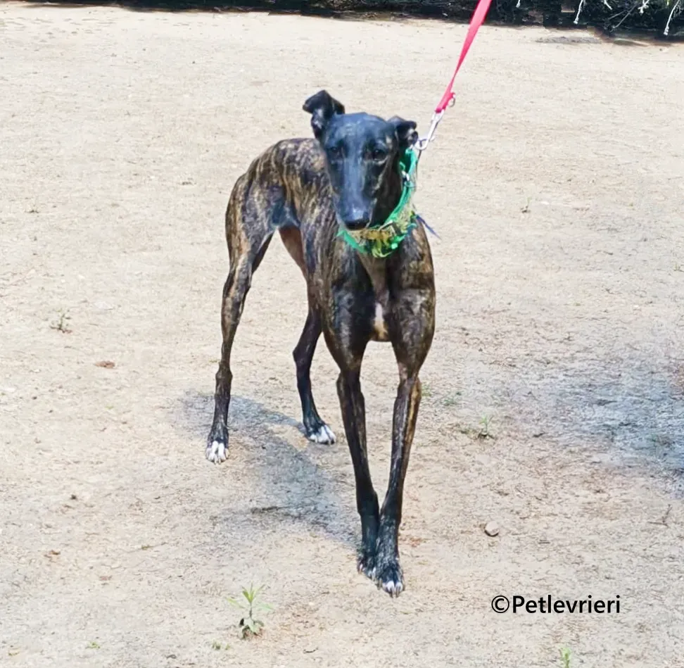 Jaklyn galgo adozione pet levrieri onlus 5 1