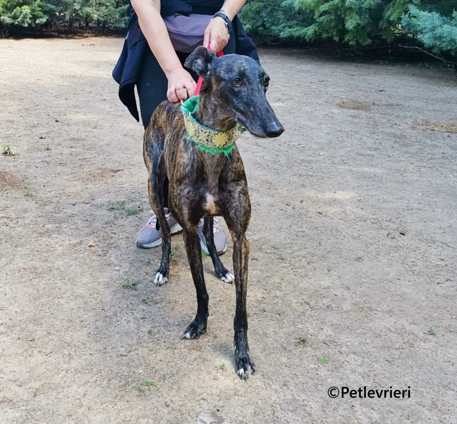 Jaklyn galgo adozione pet levrieri onlus 6