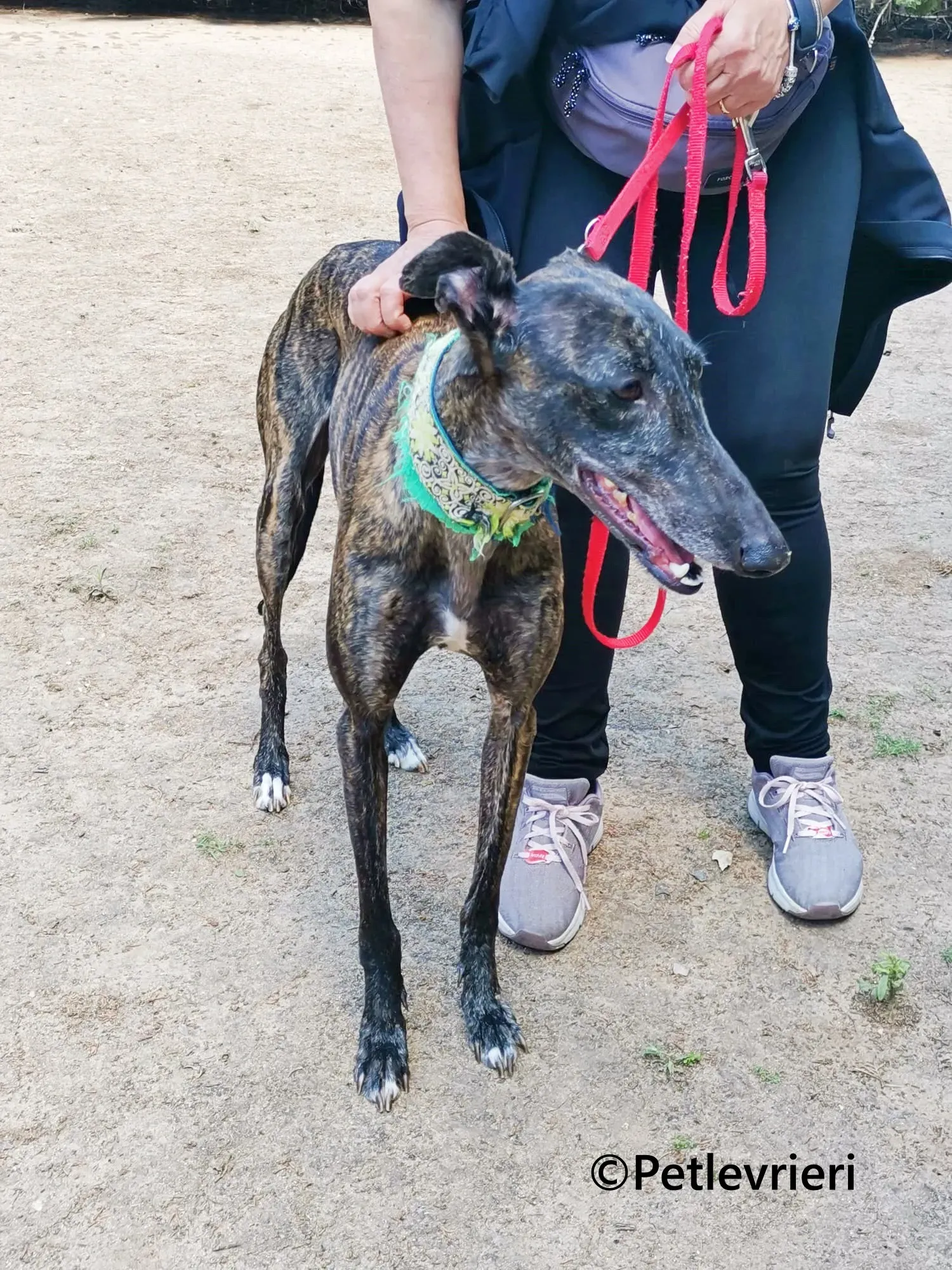 Jaklyn galgo adozione pet levrieri onlus 7