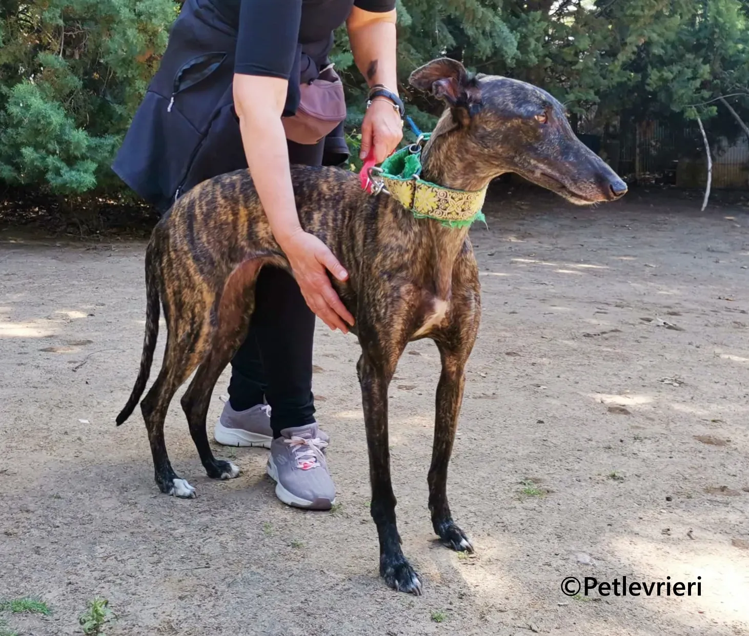 Jaklyn galgo adozione pet levrieri onlus 8