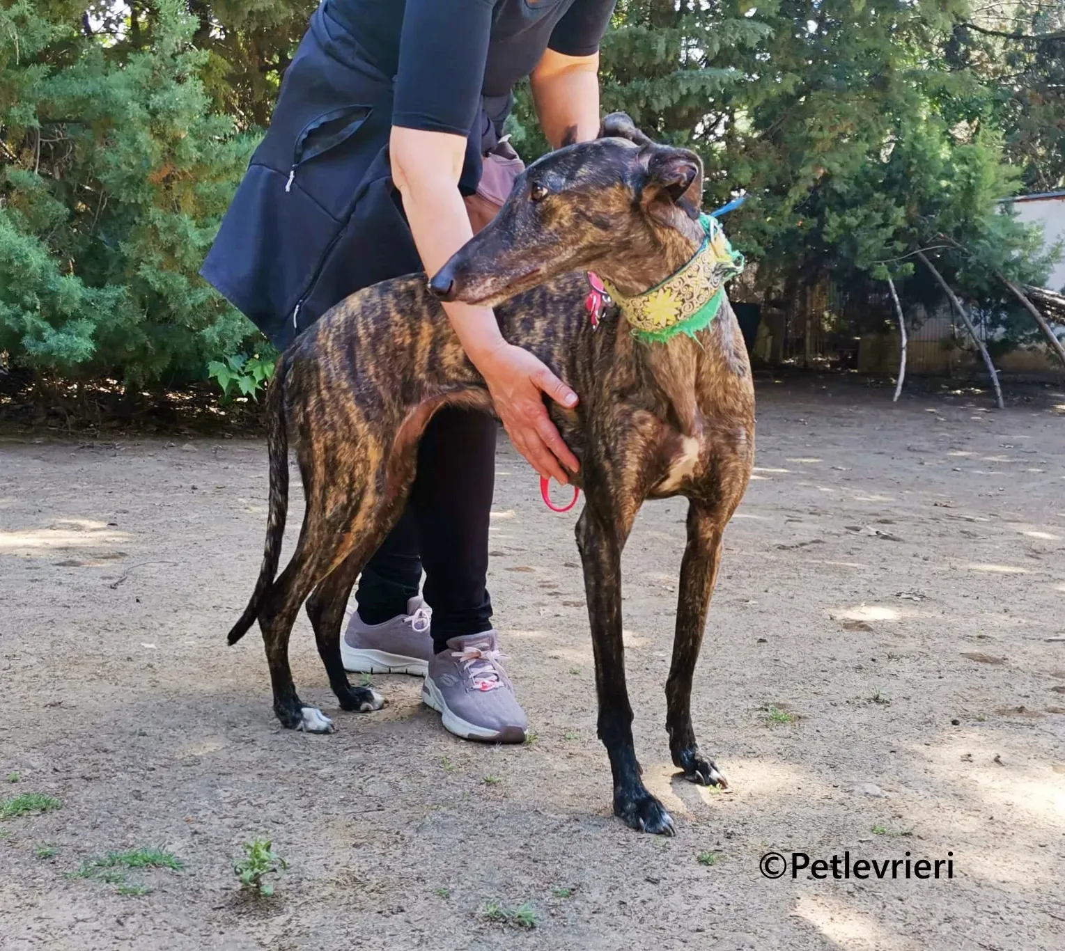 Jaklyn galgo adozione pet levrieri onlus 9