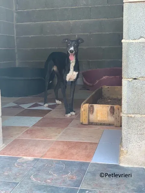 Jara adozione levrieri galgo 01