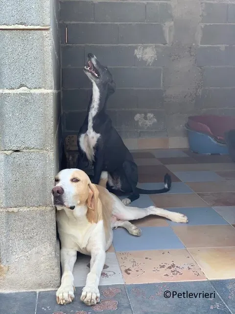 Jara adozione levrieri galgo 02