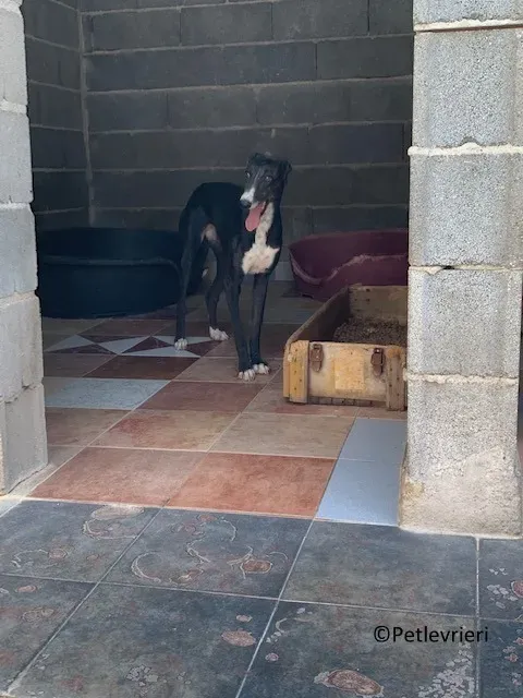 Jara adozione levrieri galgo 03