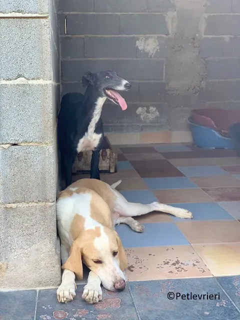Jara adozione levrieri galgo 04