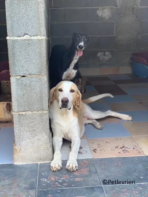 Jara adozione levrieri galgo 05