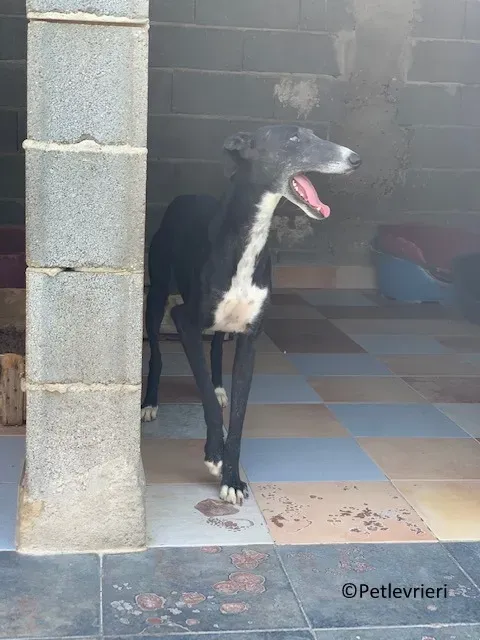 Jara adozione levrieri galgo 06