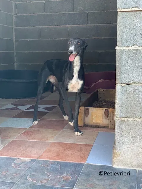 Jara adozione levrieri galgo 07